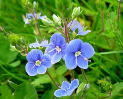 schöne blaue Blüten hat der schneckenresistente EHRENPREIS 