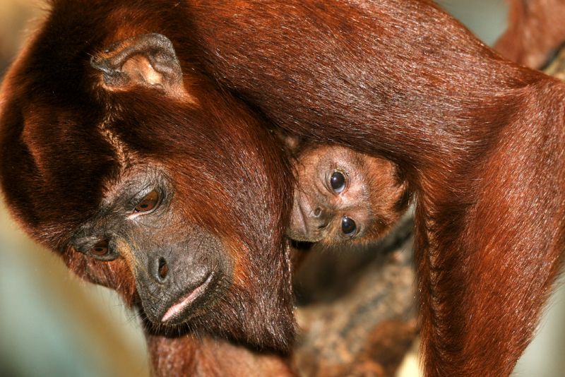 Die Mutter der kleinen „Feliza“ ist „Tasyra“, die in Köln 2006 zur Welt kam. / copyright: Rolf Schlosser / Kölner Zoo