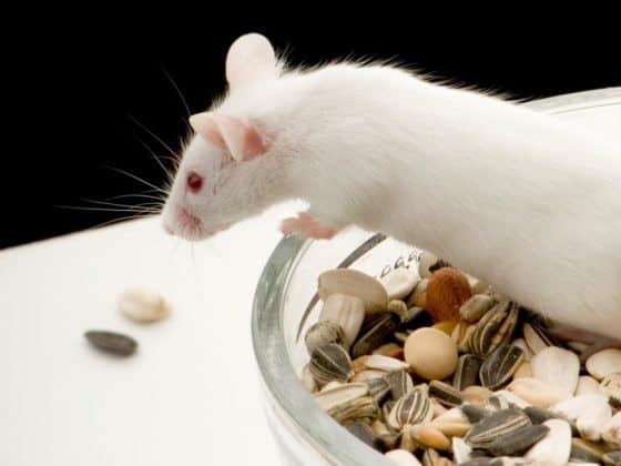 Zahm und verspielt: Mäuse und Ratten