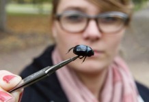 Die Biologin und Forscherin Saskia Reibe aus Köln praesentiert einen Käfer aus der Familie der Mistkäfer (Geotrupidae). copyright: Roberto Pfeil / dapd