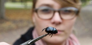 Die Biologin und Forscherin Saskia Reibe aus Köln praesentiert einen Käfer aus der Familie der Mistkäfer (Geotrupidae). copyright: Roberto Pfeil / dapd