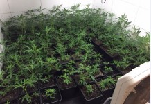 Cannabis-Plantage im Keller in Köln-Deutz aufgefunden