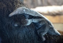 Zweiter Großer Ameisenbär im Kölner Zoo geboren copyright: Kölner Zoo
