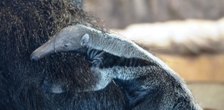 Zweiter Großer Ameisenbär im Kölner Zoo geboren copyright: Kölner Zoo