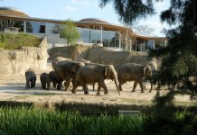 VRS-Kindertage vom 1. bis 3. Oktober 2016: Drei Tage freier Eintritt in den Kölner Zoo für alle Kinder bis einschließlich 12 Jahre - copyright: Kölner Zoo / Rolf Schlosser