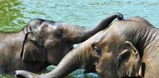 Elefantentag im Kölner Zoo copyright: Rolf Schlosser