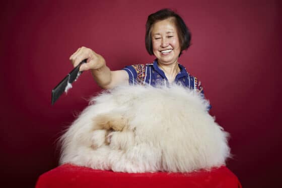 Längstes Fell eines Kaninchens copyright: James Ellerker / Guinness World Records Also Pictured: Owner Betty Chu
