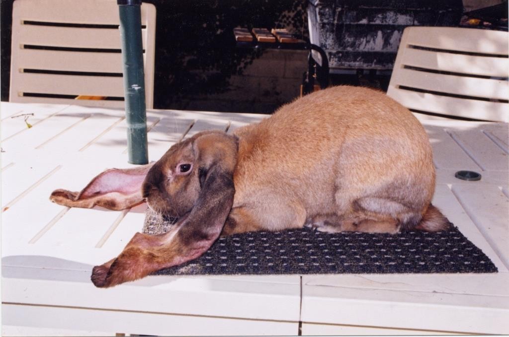 Längsten Ohren eines Kaninchens copyright: GUINNESS WORLD RECORDS