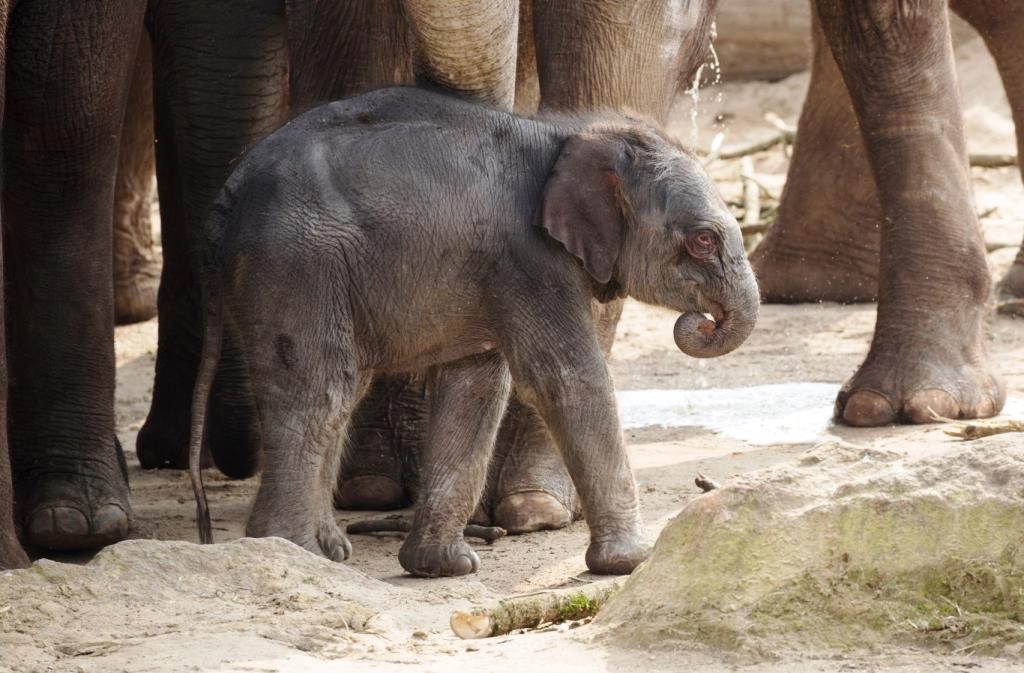 Dicke Freude: Elefantennachwuchs im Kölner Zoo copyright: Werner Scheurer