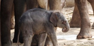 Dicke Freude: Elefantennachwuchs im Kölner Zoo copyright: Werner Scheurer