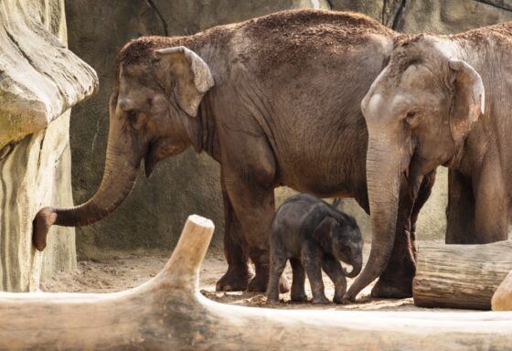 Pünktlich zum Elefantentag am kommenden Sonntag, 20. März, gibt es Nachwuchs in der Dickhäuterherde im Kölner Zoo. copyright: Werner Scheurer