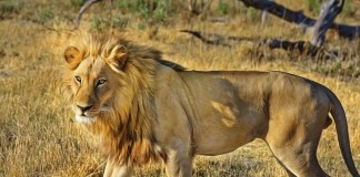 Neuzugang im Kölner Zoo: Asiatischer Löwenkater "Tejas" ist jetzt ein Kölner copyright: oixabay.com (Symbolbild)