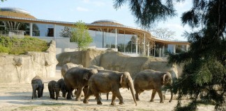Zoo verschenken – und "tierisch" viel Freude bereiten - copyright: Kölner Zoo