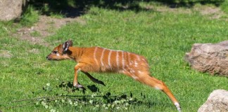 Putziger Nachwuchs: Sitatunga-Antilope im Kölner Zoo geboren copyright: Werner Scheurer