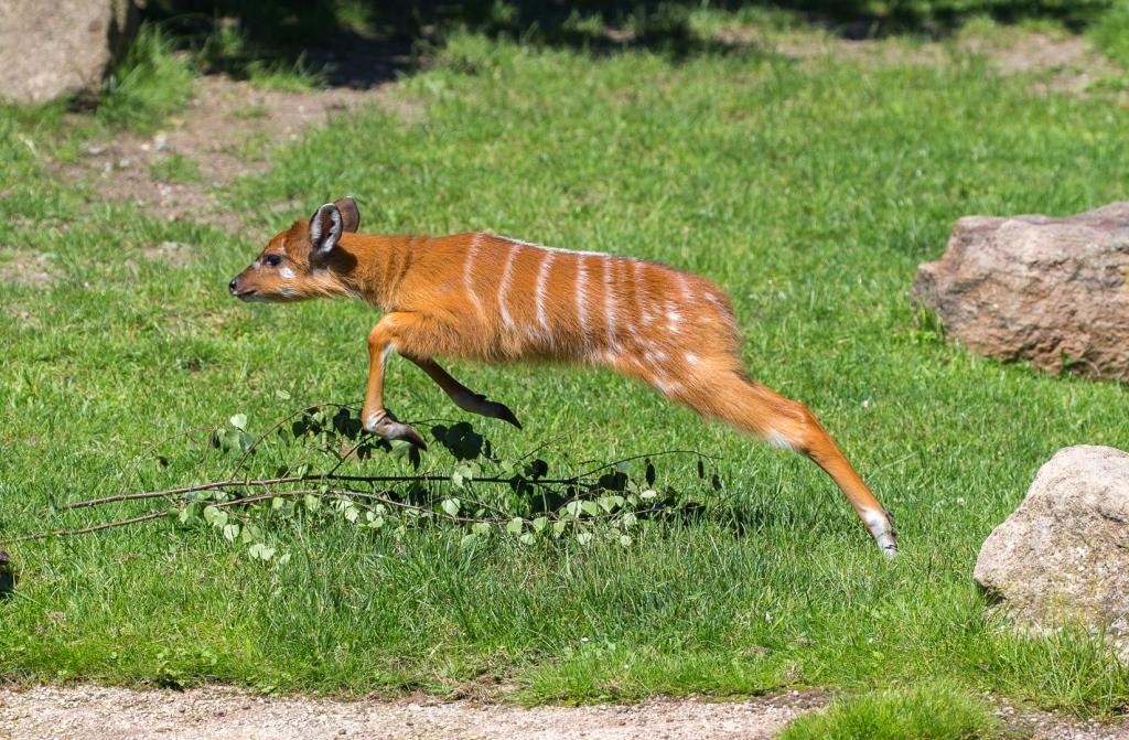 Putziger Nachwuchs: Sitatunga-Antilope im Kölner Zoo geboren copyright: Werner Scheurer
