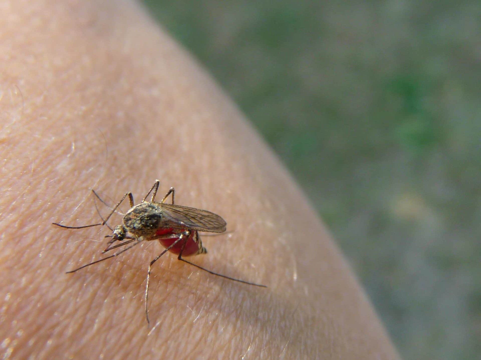 Wer wird von Mücken gestochen? copyright: Kerstin1970 / pixelio.de