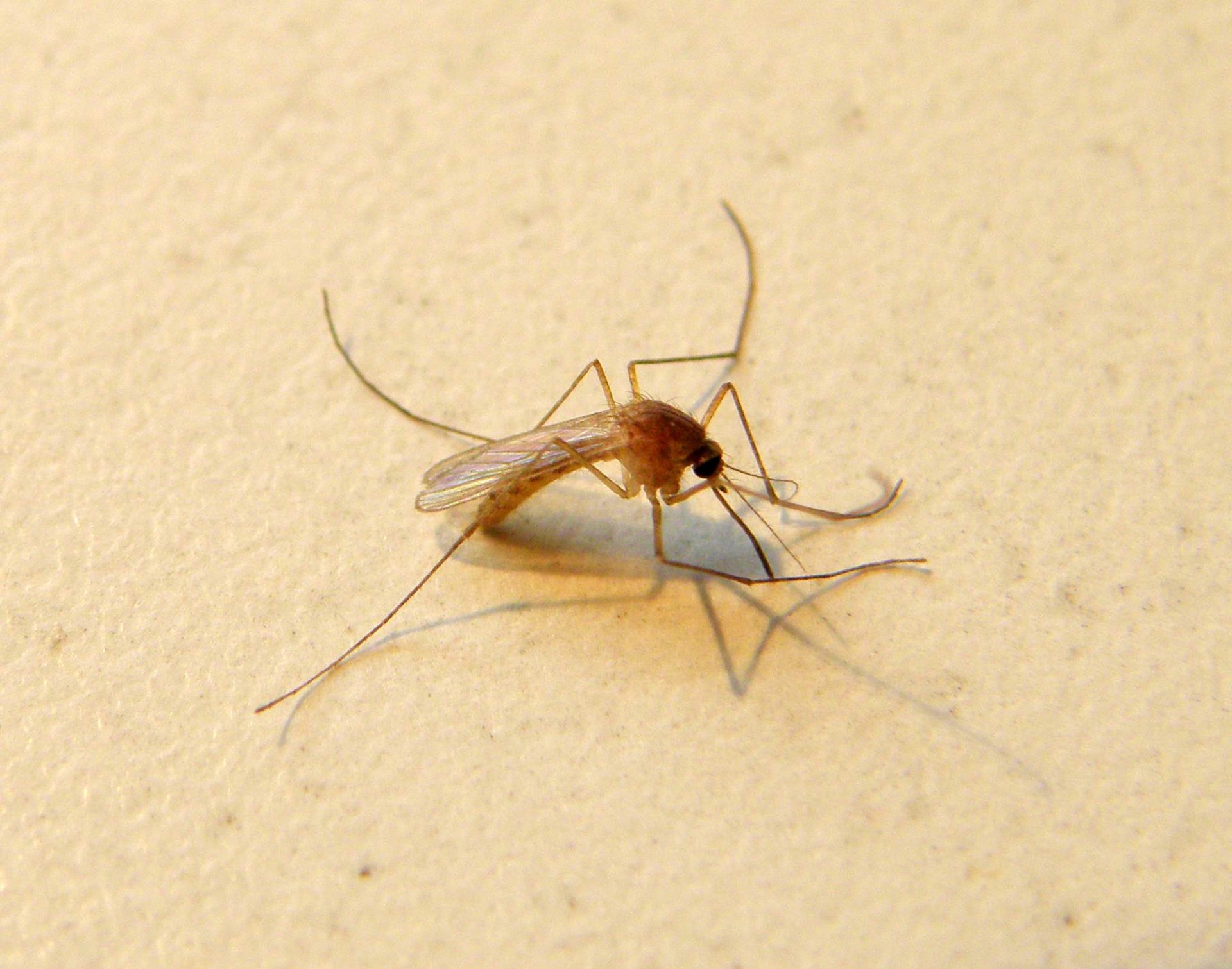 Was passiert beim Mückenstich? copyright: Stefan Klaffehn / pixelio.de