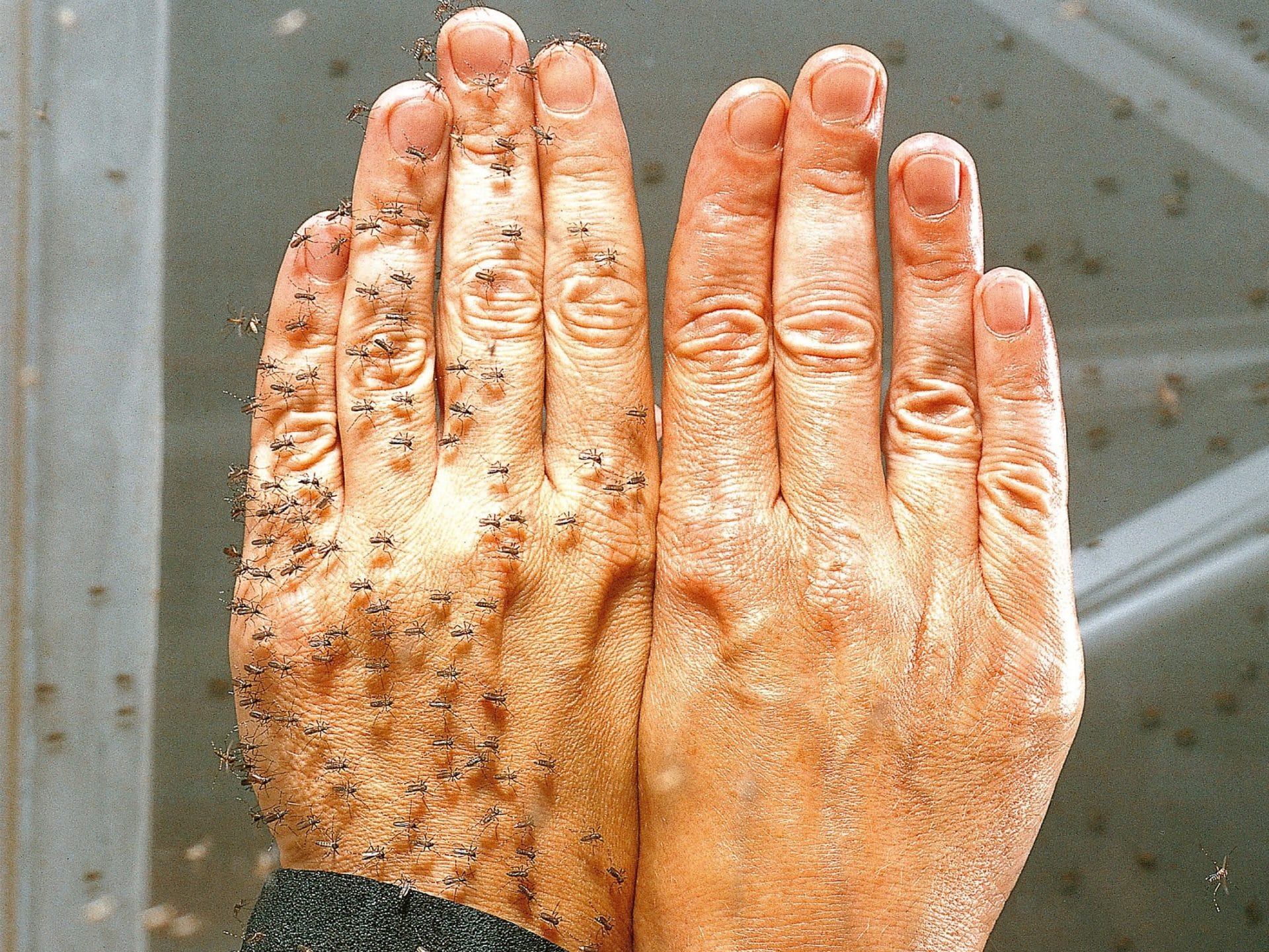 Vorsorge hilft: Die rechte Hand wurde mit einem wirksamen Mittel gegen Insektenstiche geschützt, die linke nicht. Foto: djd/Lanxess