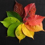 Trendfarben für den Herbst 2016: Von Puder bis Bordeaux copyright: pixabay.com