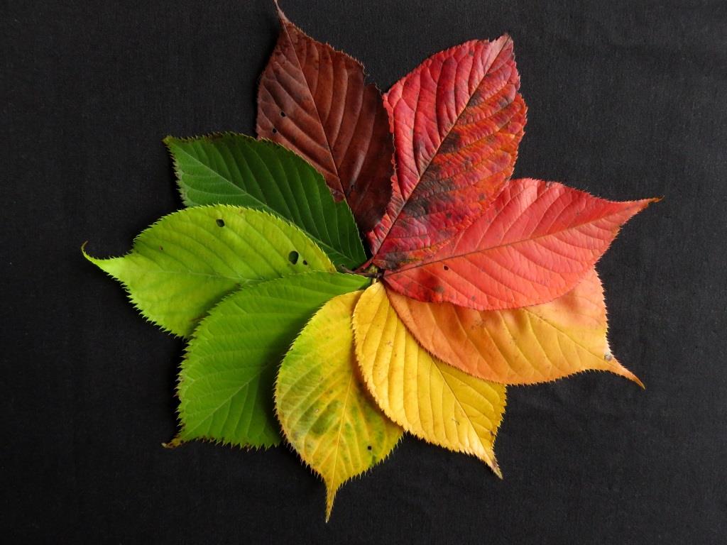 Trendfarben für den Herbst 2016: Von Puder bis Bordeaux copyright: pixabay.com