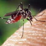 Invasion der blutsaugenden Plagegeistern: Was hilft gegen Mücken, Zecken und Co.? copyright: pixabay.com