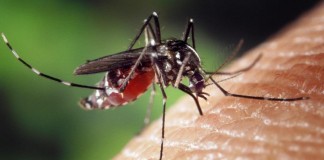 Invasion der blutsaugenden Plagegeistern: Was hilft gegen Mücken, Zecken und Co.? copyright: pixabay.com