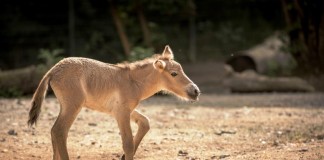 Der Zoo hat maßgeblich dazu beigetragen, dass heute wieder neue Populationen der seltenen Huftierart in freier Wildbahn leben copyright: Klaus Gierden / Kölner Zoo