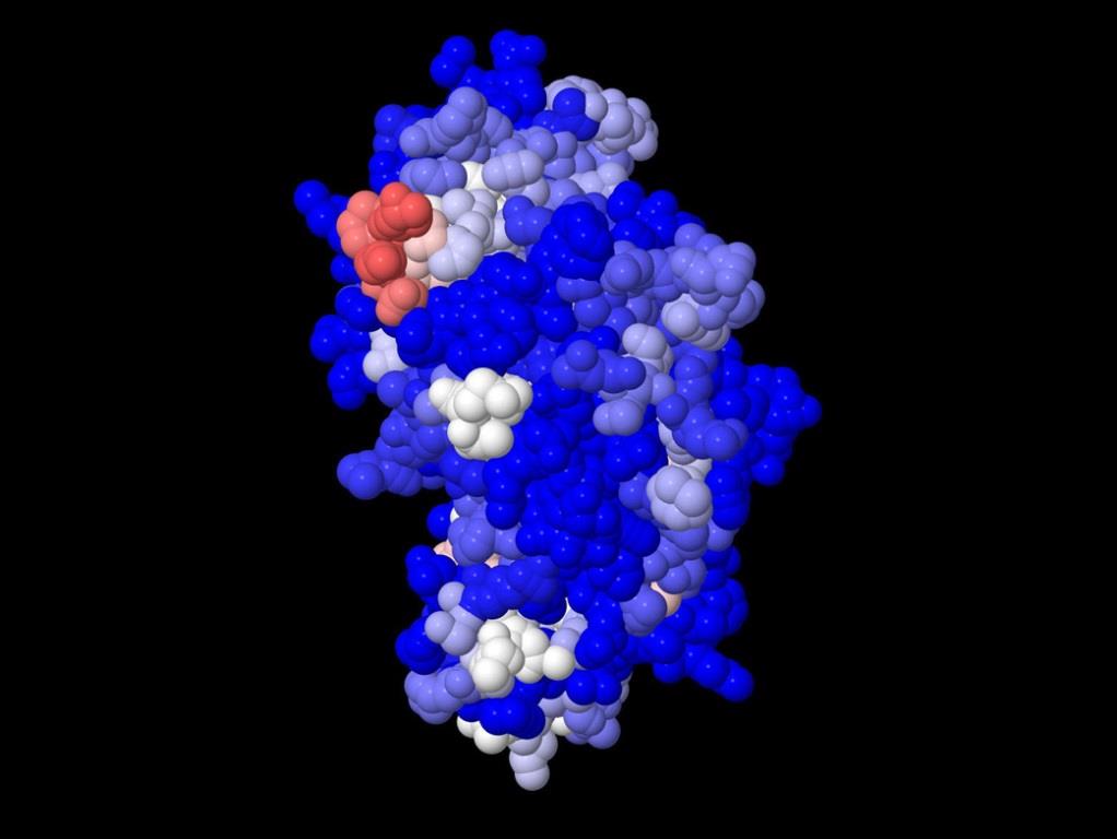 3-D Kalottenmodell eines Soya-Anti-Gens. Die von Antikörpern der Patientenseren am häufigsten erkannten Bereiche sind weiß oder sogar rot dargestellt, nicht erkannte Bereiche sind blau eingefärbt. copyright: Fraunhofer IZI