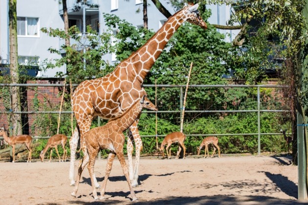Giraffen-Baby "Zawandi" im Kölner Zoo copyright: Alex Weis