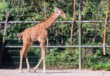 Wieder Nachwuchs im Kölner Zoo: Giraffe "Zawadi" ist da - copyright: CityNEWS /Alex Weis