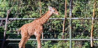Wieder Nachwuchs im Kölner Zoo: Giraffe "Zawadi" ist da - copyright: CityNEWS /Alex Weis
