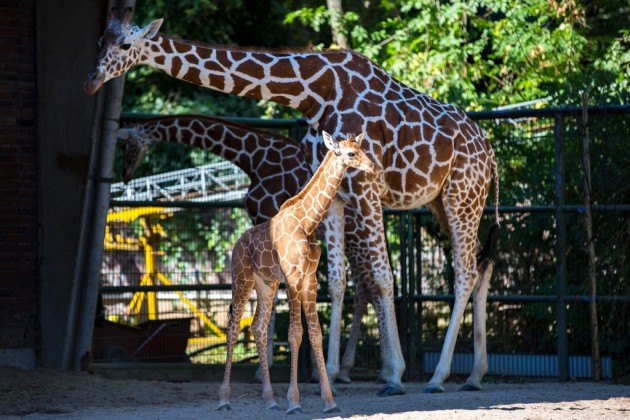 Giraffen-Baby "Zawandi" im Kölner Zoo copyright: Alex Weis
