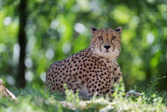 Der Bestand wildlebender Geparden ist stark dezimiert. - copyright: Hans Feller