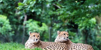 Kölns schnellste Neubürger: Neues Geparden-Brüderpaar lebt jetzt im Kölner Zoo - copyright: Hans Feller