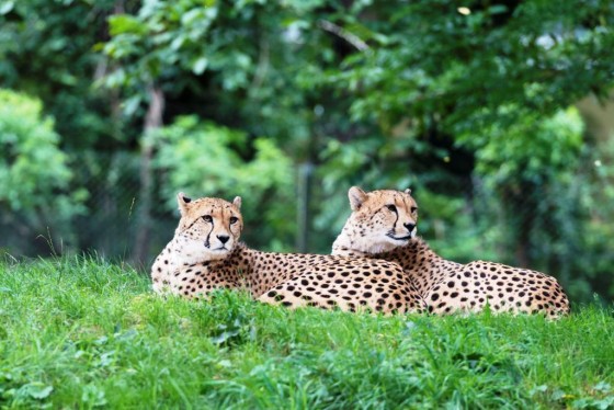 Kölns schnellste Neubürger: Neues Geparden-Brüderpaar lebt jetzt im Kölner Zoo - copyright: Hans Feller