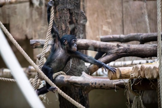 Bonobo-Kinder werden nach einer Tragzeit von 240 Tagen mit einem Gewicht von etwa 2.000 Gramm geboren. - copyright: Werner Scheurer
