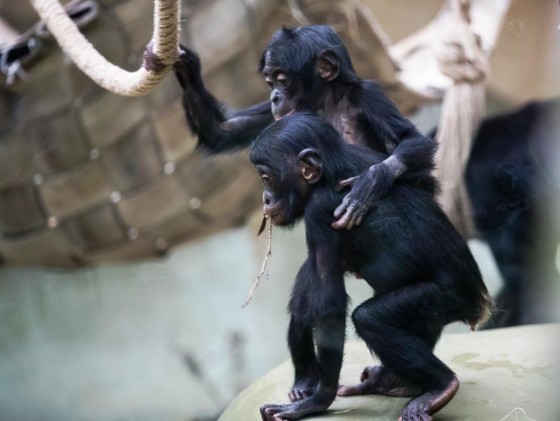 Seit dem 1. Dezember hat die Bonobo-Gruppe im Kölner Zoo Zuwachs aus Berlin. - copyright: Werner Scheurer