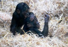Quicklebendiger Zuwachs im Urwaldhaus für Menschenaffen im Kölner Zoo - copyright: Werner Scheurer