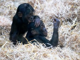 Quicklebendiger Zuwachs im Urwaldhaus für Menschenaffen im Kölner Zoo - copyright: Werner Scheurer