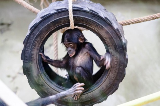 Bonobos gehören zu den bedrohtesten Menschenaffen der Erde - copyright: Werner Scheurer
