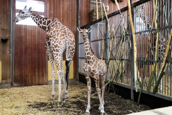 Zoos engagieren sich für den Erhalt von Giraffen - copyright: Werner Scheurer
