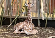 Giraffe "Sala" im Kölner Zoo geboren - copyright: Werner Scheurer