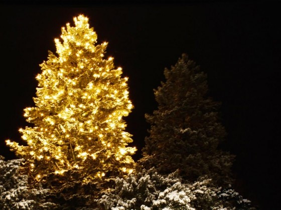 Beleuchtete Weihnachtsbäume in der Kölner City ... - copyright: pixabay.com