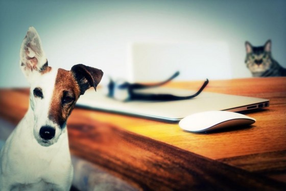 Hund, Katze, Maus: Wer darf mit in die neue Wohnung zur Miete einziehen? - copyright: pixabay.com