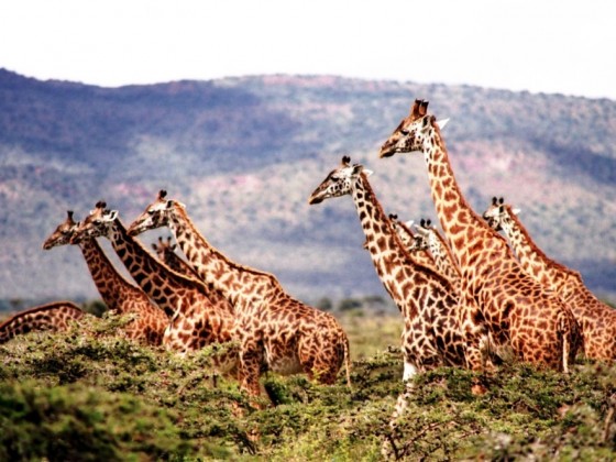 Wildlebende Giraffenbestände nehmen dramatisch ab – Rückgang um 40 Prozent in den vergangenen 30 Jahren - copyright: pixabay.com