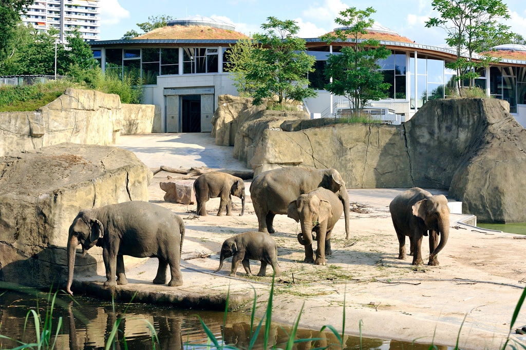 Mittlerweile 13 Elefanten im Kölner Zoo - copyright: Rolf Schlosser