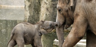 Vorfreude XXL im Kölner Zoo: Vierfacher Nachwuchs bei den Elefanten erwartet - copyright: Rolf Schlosser