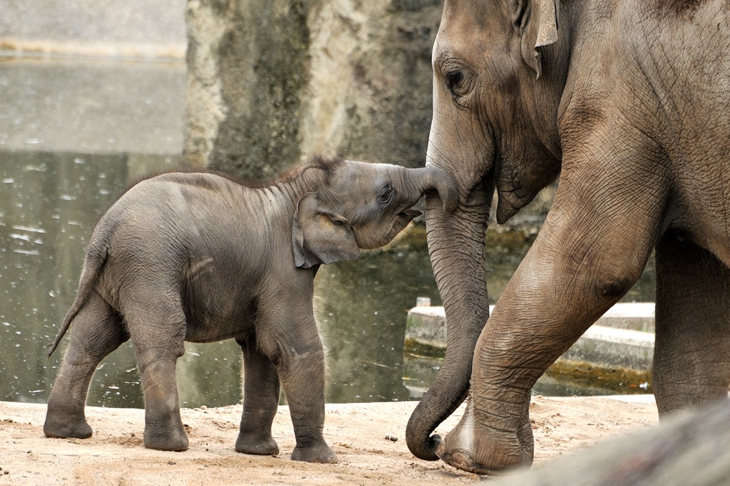 Vorfreude XXL im Kölner Zoo: Vierfacher Nachwuchs bei den Elefanten erwartet - copyright: Rolf Schlosser