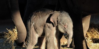 Nachwuchs bei den Elefanten im Kölner Zoo - copyright: Rolf Schlosser