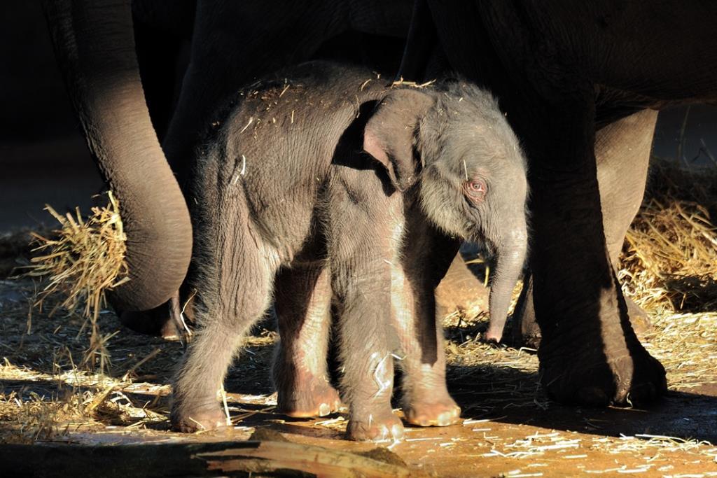 Nachwuchs bei den Elefanten im Kölner Zoo - copyright: Rolf Schlosser